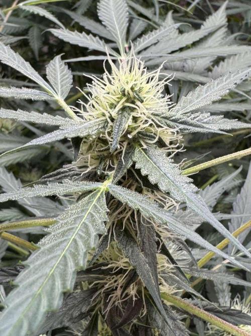 Orange Sherbet Auto. Week 7