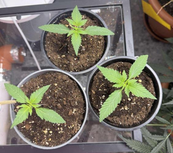 Permanent G Auto. Week 1