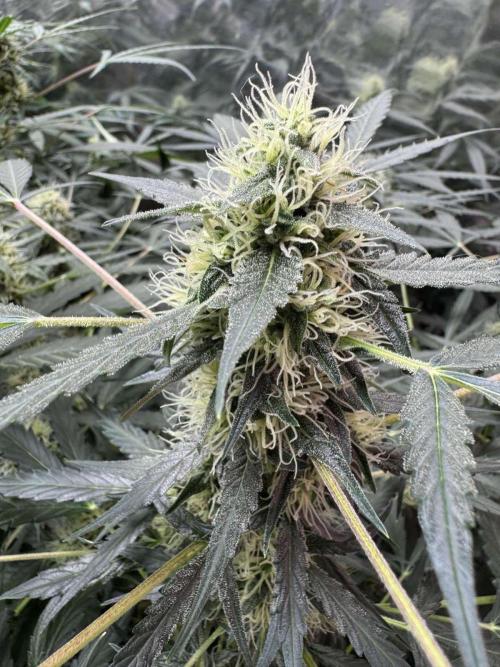 Fastbuds - Orange Sherbet Auto Indoor. Week 8 - #1