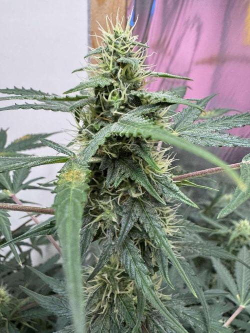Fastbuds - Orange Sherbet Auto Indoor. Week 8 - #2