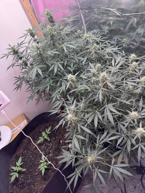 Fastbuds - Orange Sherbet Auto Indoor. Week 8