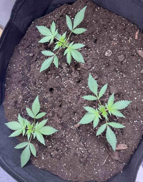 Permanent G Auto. Week 2