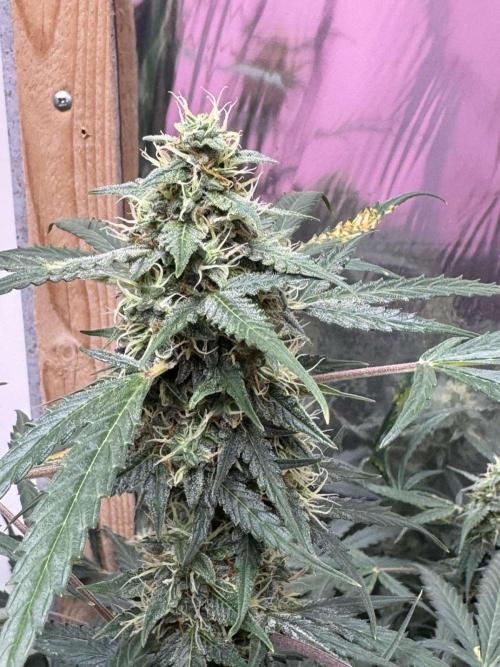 Fastbuds - Orange Sherbet Auto Indoor. Week 9