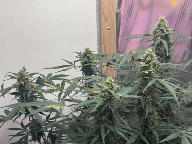 Fastbuds - Orange Sherbet Auto Indoor. Week 9