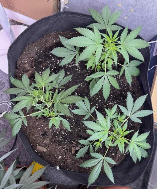 Permanent G Auto. Week 3