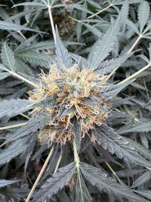 Fastbuds - Orange Sherbet Auto Indoor. Week 10