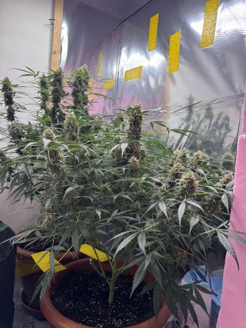 Fastbuds - Orange Sherbet Auto Indoor. Week 10