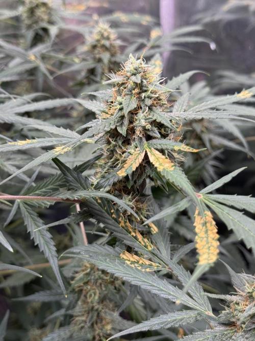 Fastbuds - Orange Sherbet Auto Indoor. Week 10