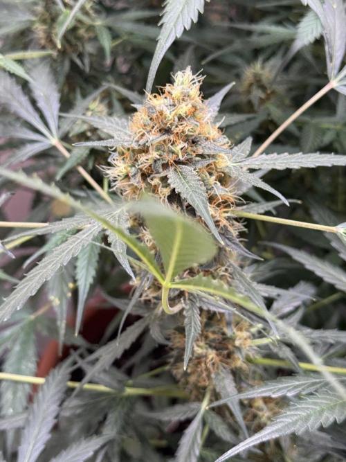 Fastbuds - Orange Sherbet Auto Indoor. Week 10