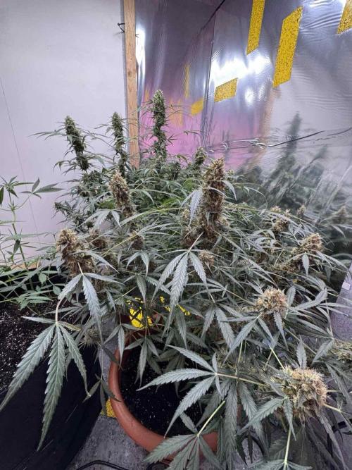 Fastbuds - Orange Sherbet Auto Indoor. Week 11