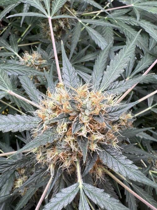 Fastbuds - Orange Sherbet Auto Indoor. Week 11