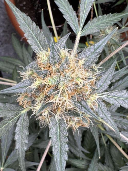 Fastbuds - Orange Sherbet Auto Indoor. Week 11