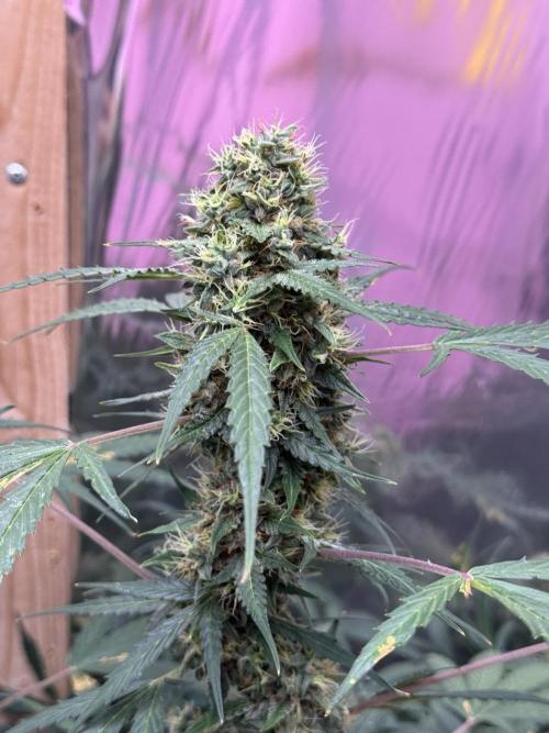 Fastbuds - Orange Sherbet Auto Indoor. Week 11