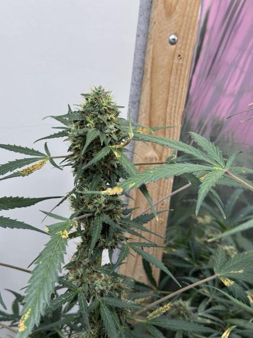 Fastbuds - Orange Sherbet Auto Indoor. Week 11