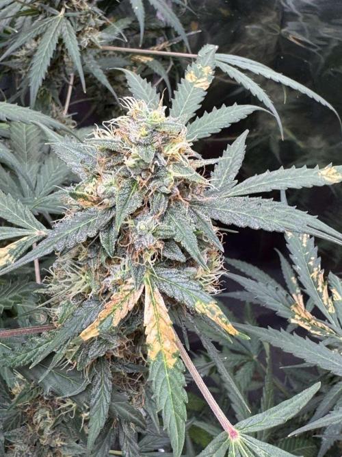 Fastbuds - Orange Sherbet Auto Indoor. Week 11