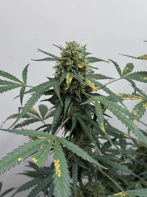 Fastbuds - Orange Sherbet Auto Indoor. Week 11