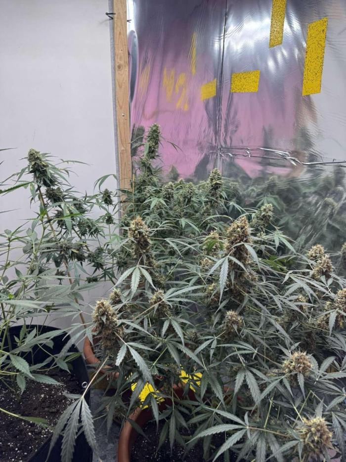 Fastbuds - Orange Sherbet Auto Indoor. Week 12