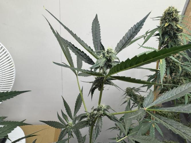 Good Genetix - Permanent G. Week 6