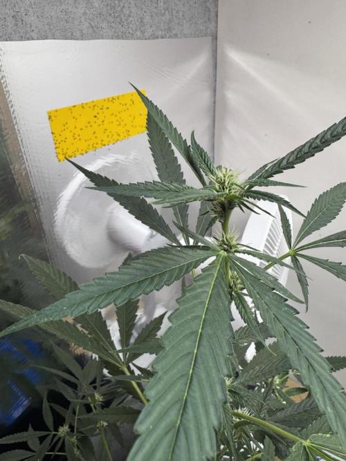 Good Genetix - Permanent G. Week 6