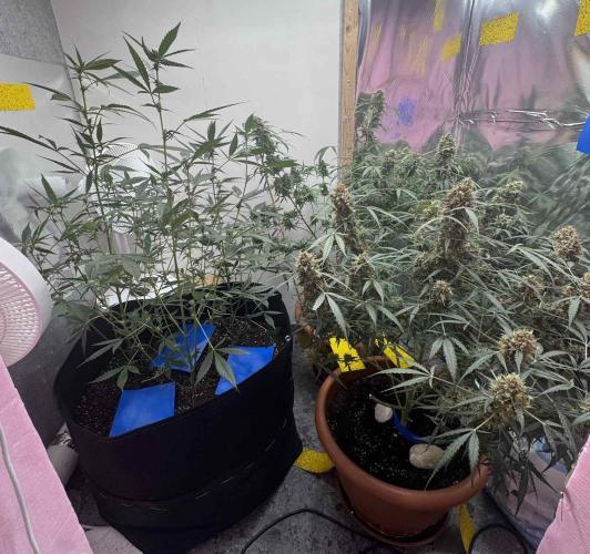 Good Genetix - Permanent G. Week 6