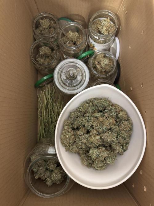 Fastbuds - Orange Sherbet Auto Indoor. Week 13