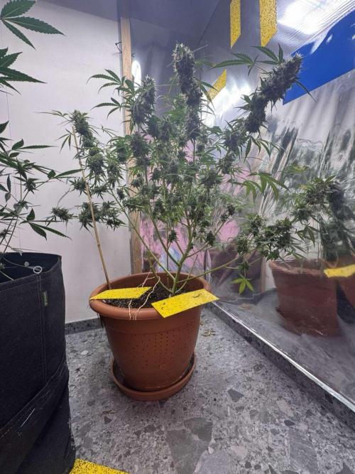 Fastbuds - Orange Sherbet Auto Indoor. Week 13
