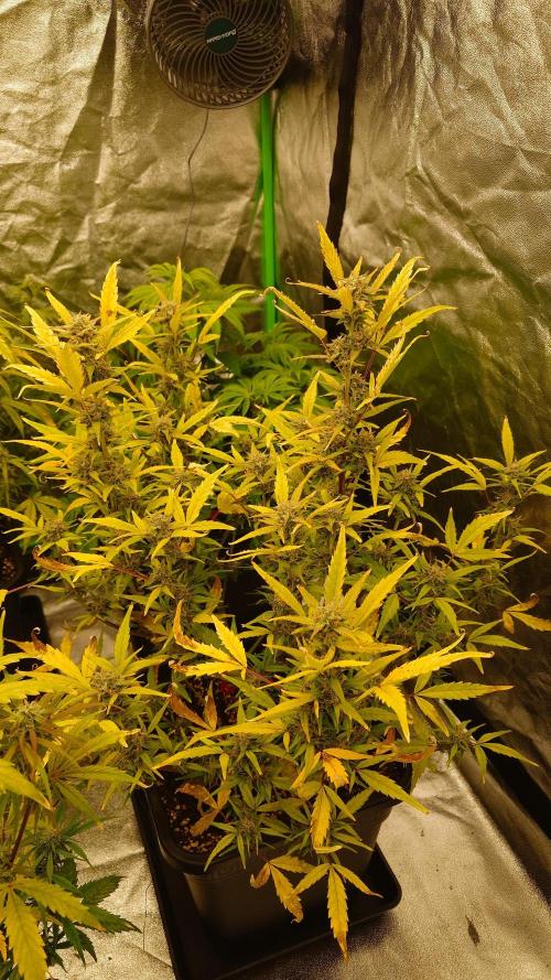 Sour Jealousy Fast Buds. Week 8