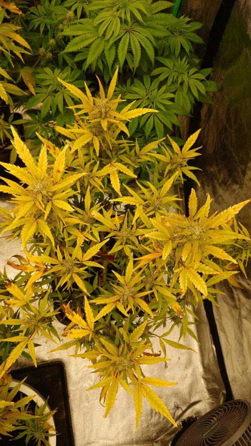 Sour Jealousy Fast Buds. Week 8