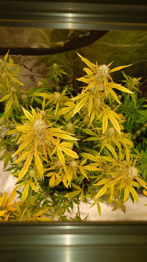 Sour Jealousy Fast Buds. Week 8