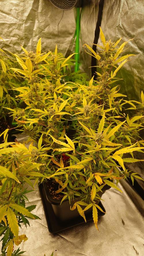 Sour Jealousy Fast Buds. Week 8