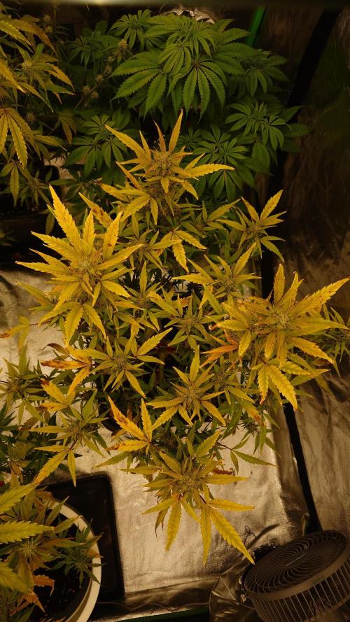 Sour Jealousy Fast Buds. Week 8