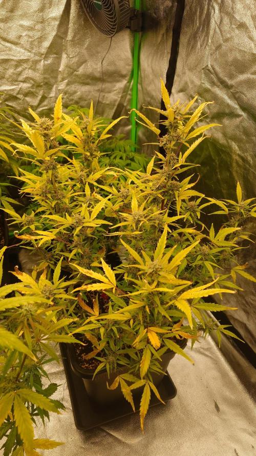 Sour Jealousy Fast Buds. Week 8