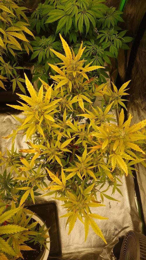 Sour Jealousy Fast Buds. Week 8