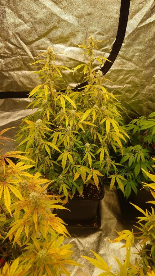 Sour Jealousy Fast Buds. Week 8