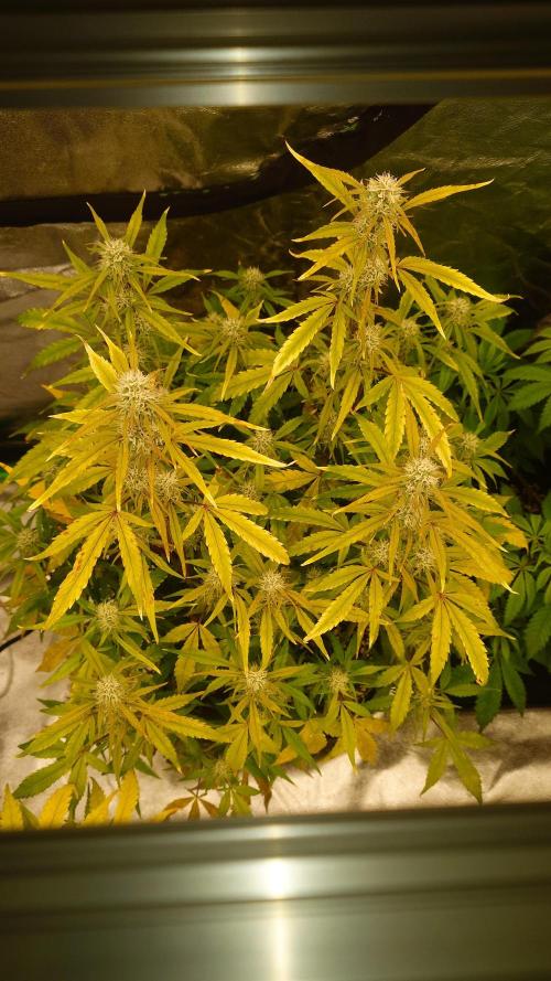 Sour Jealousy Fast Buds. Week 8