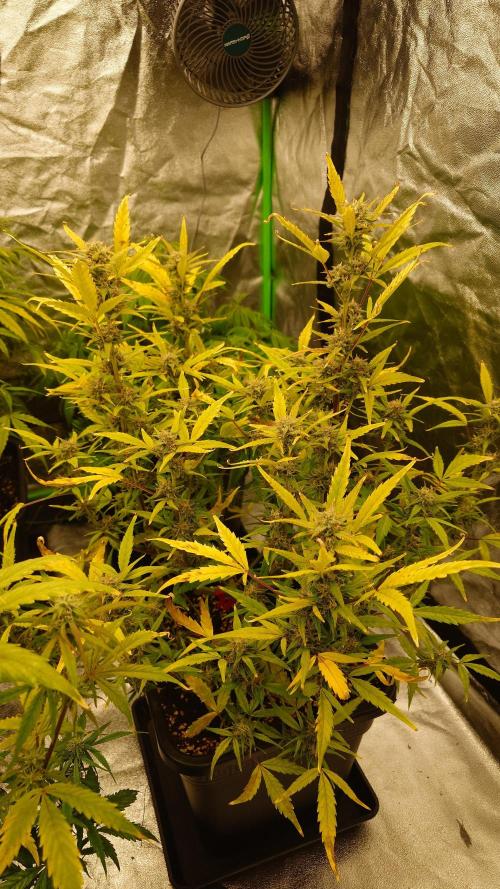 Sour Jealousy Fast Buds. Week 8