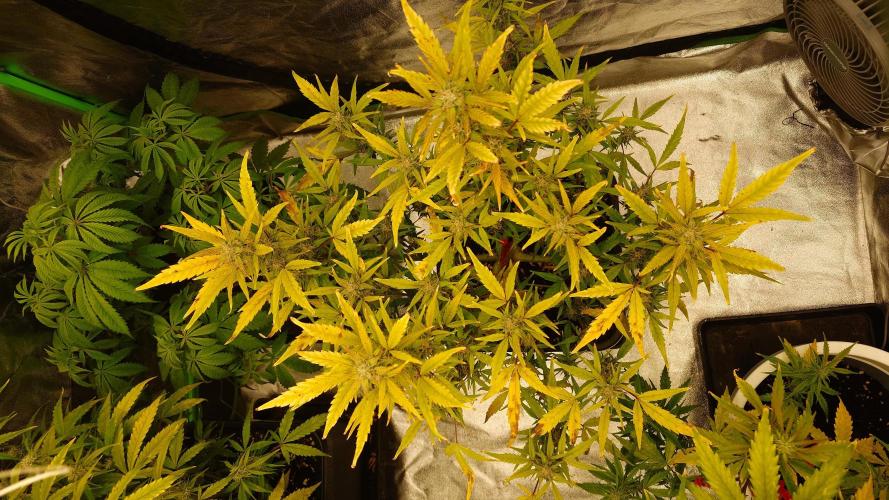 Sour Jealousy Fast Buds. Week 8