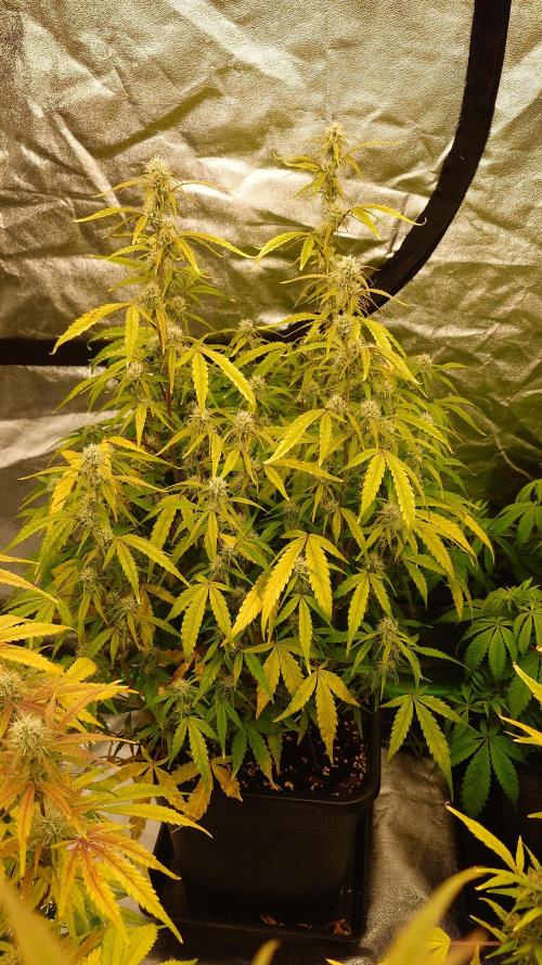 Sour Jealousy Fast Buds. Week 8