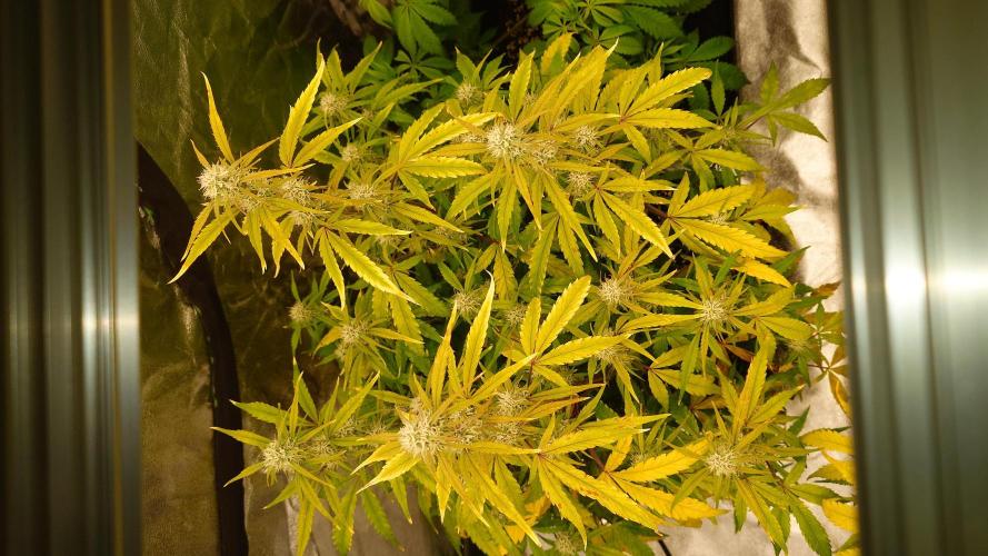 Sour Jealousy Fast Buds. Week 8