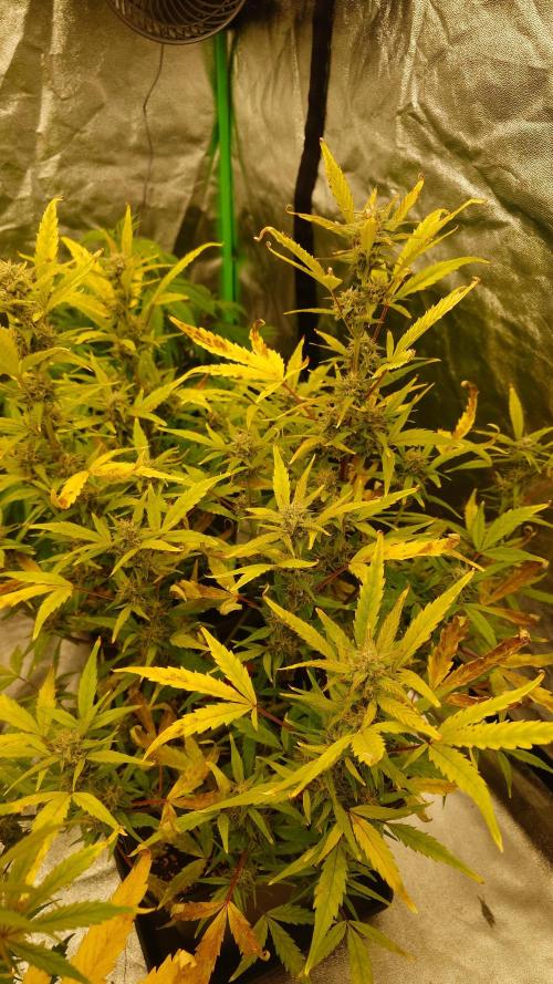 Sour Jealousy Fast Buds. Week 8