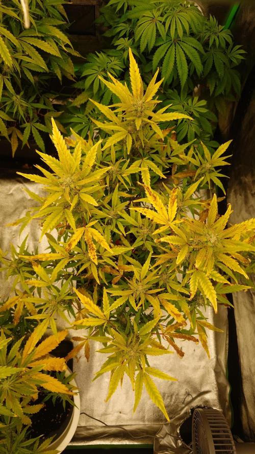 Sour Jealousy Fast Buds. Week 8