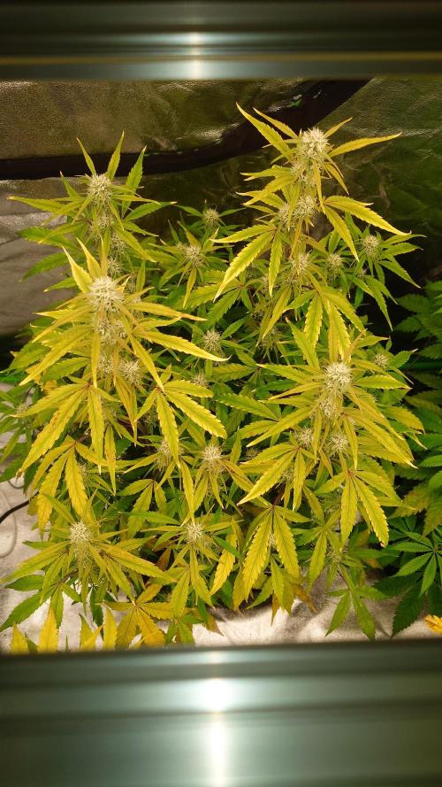 Sour Jealousy Fast Buds. Week 8