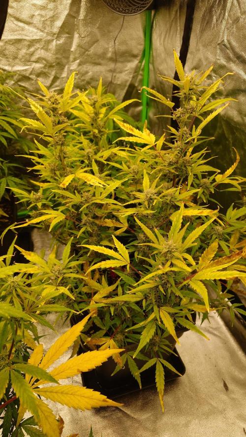 Sour Jealousy Fast Buds. Week 8