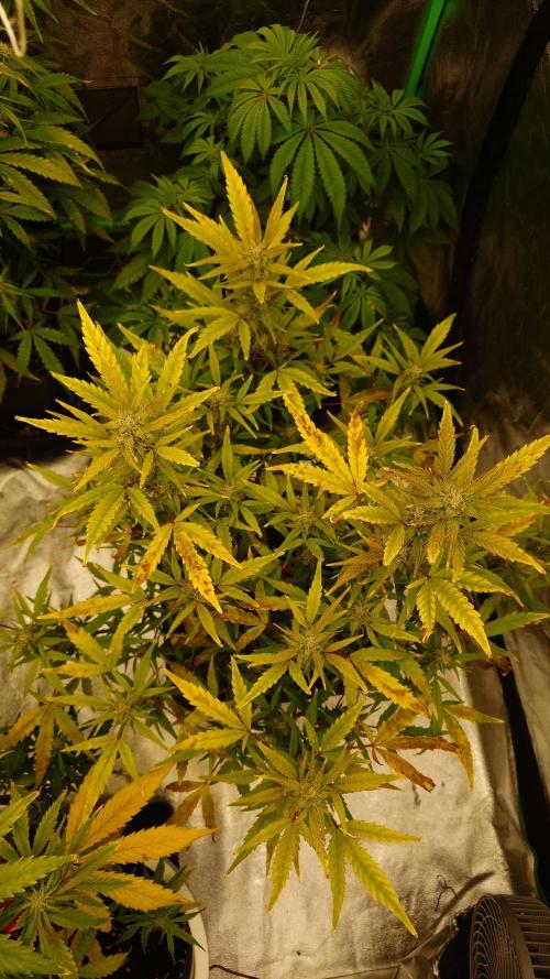 Sour Jealousy Fast Buds. Week 8