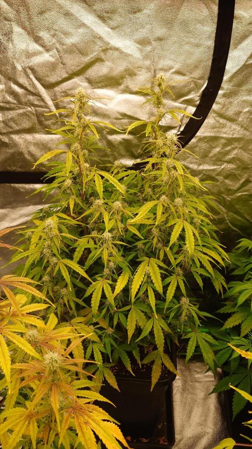 Sour Jealousy Fast Buds. Week 8