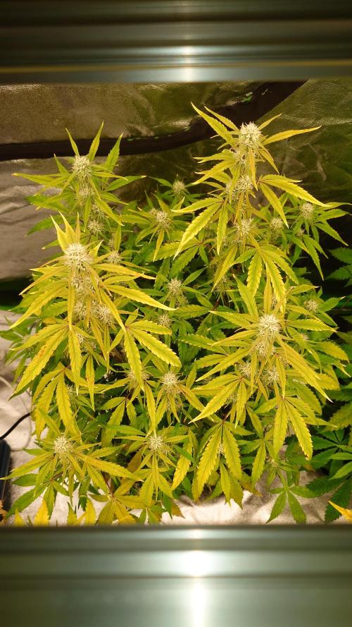 Sour Jealousy Fast Buds. Week 8