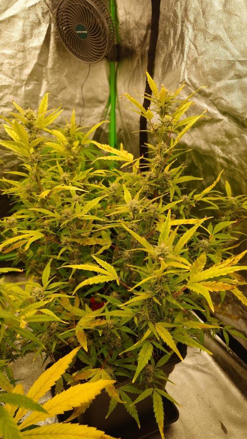 Sour Jealousy Fast Buds. Week 8