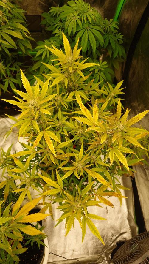 Sour Jealousy Fast Buds. Week 8