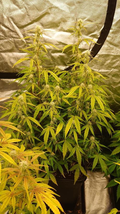 Sour Jealousy Fast Buds. Week 8