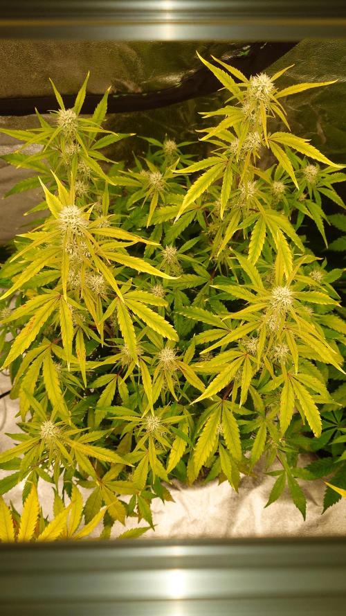 Sour Jealousy Fast Buds. Week 8